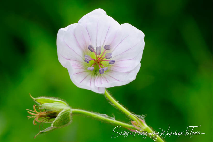 Richardsons Geranium flower macro image