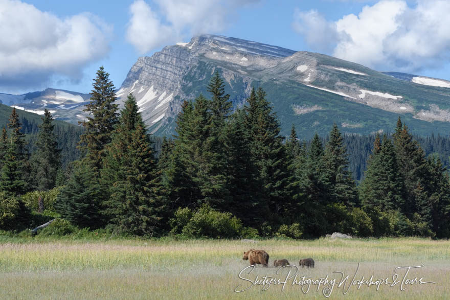 Roaming Bear Family with Mountainous Background