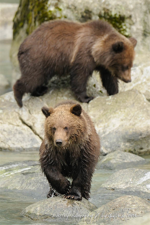 Rock-hopping bear cubs avoid getting wet