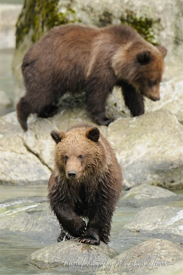 Rock hopping bear cubs avoid getting wet 20101003 172938