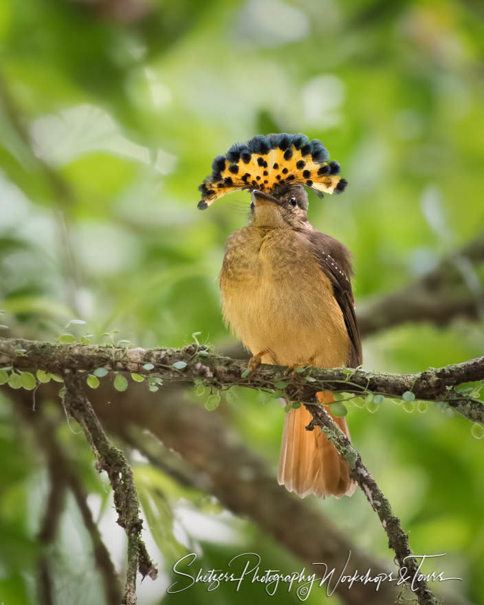 Royal Flycatcher with colorful crest closeup