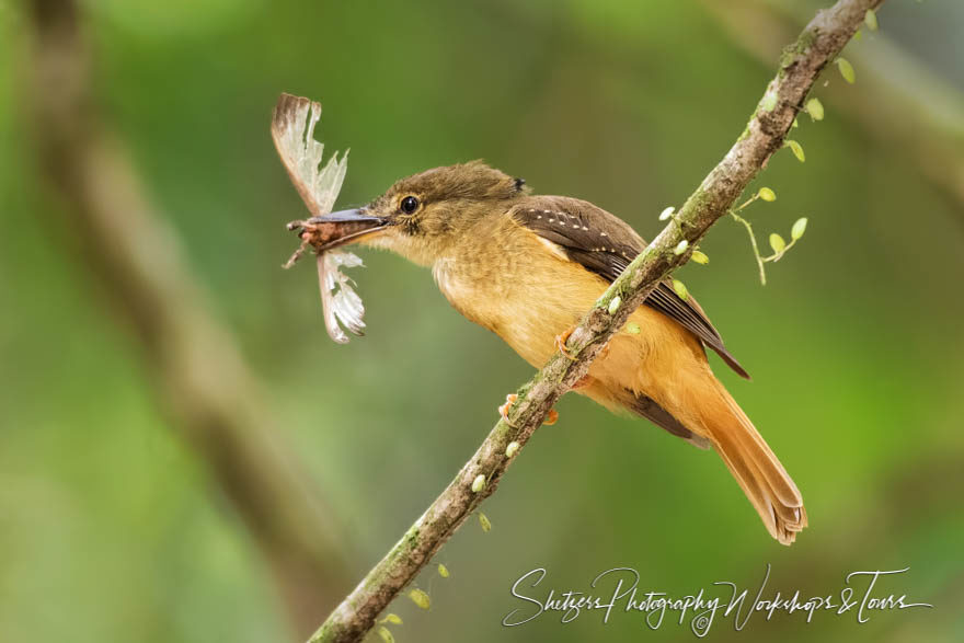 Royal flycatcher with butterfly