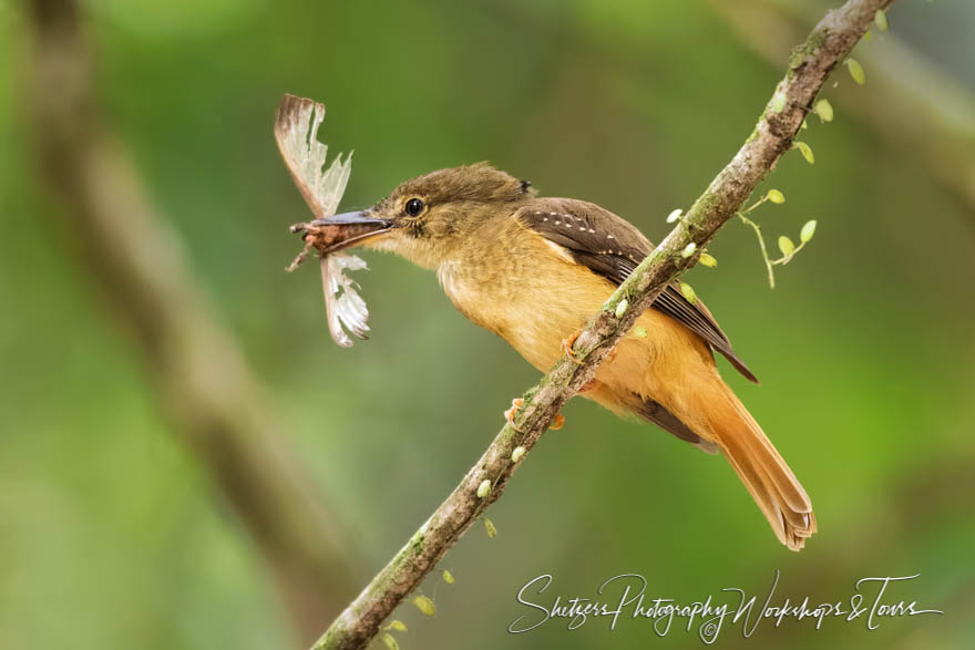 Royal flycatcher with butterfly 20170406 153149