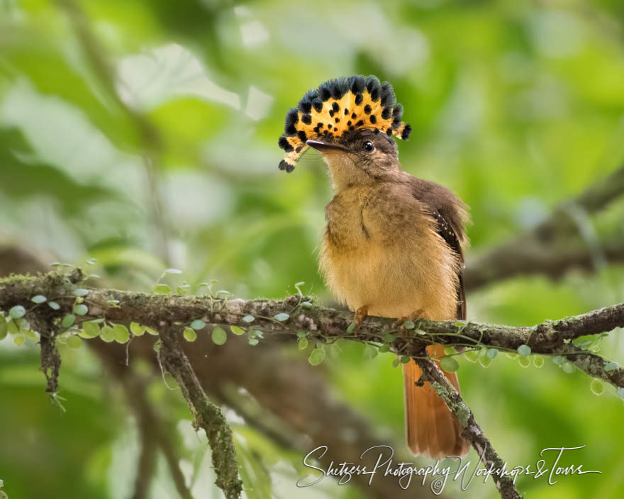 Royal flycatcher with colorful crest in display
