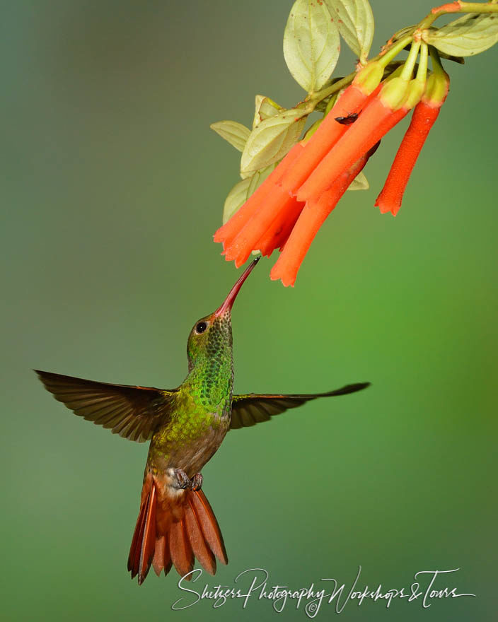 Rufous-tailed Hummingbird