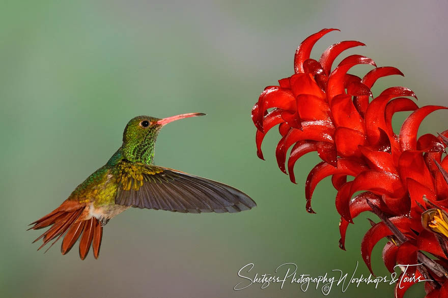 Rufous-tailed hummingbird in Ecuador