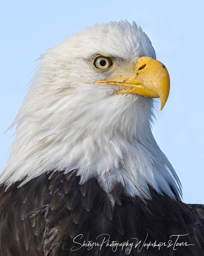 Rugged Bald Eagle Face Close Up