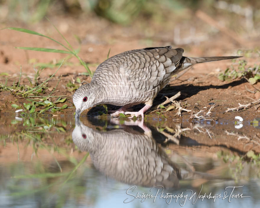 Scaled Quail drinking from a watering hole