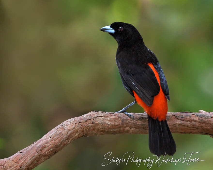 Scarlet-Rumped Tanager