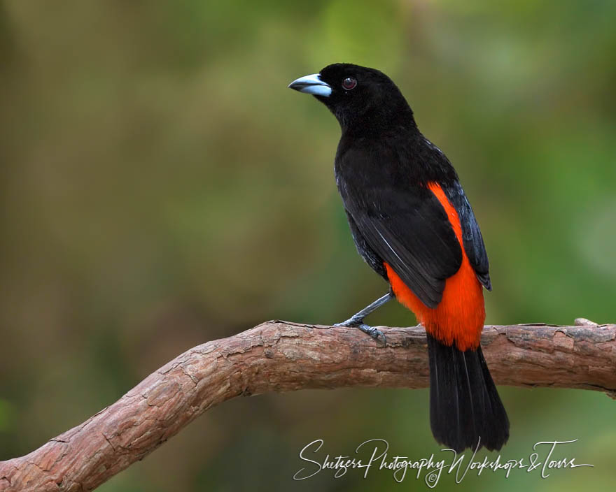 Scarlet Rumped Tanager 20160415 104102