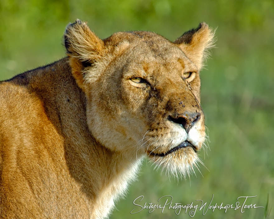 Scars of an African Lioness