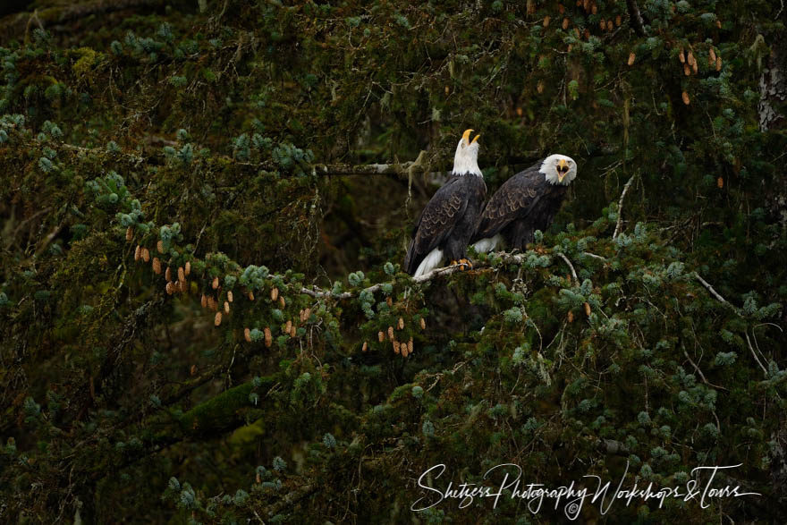 Scream of the Eagles