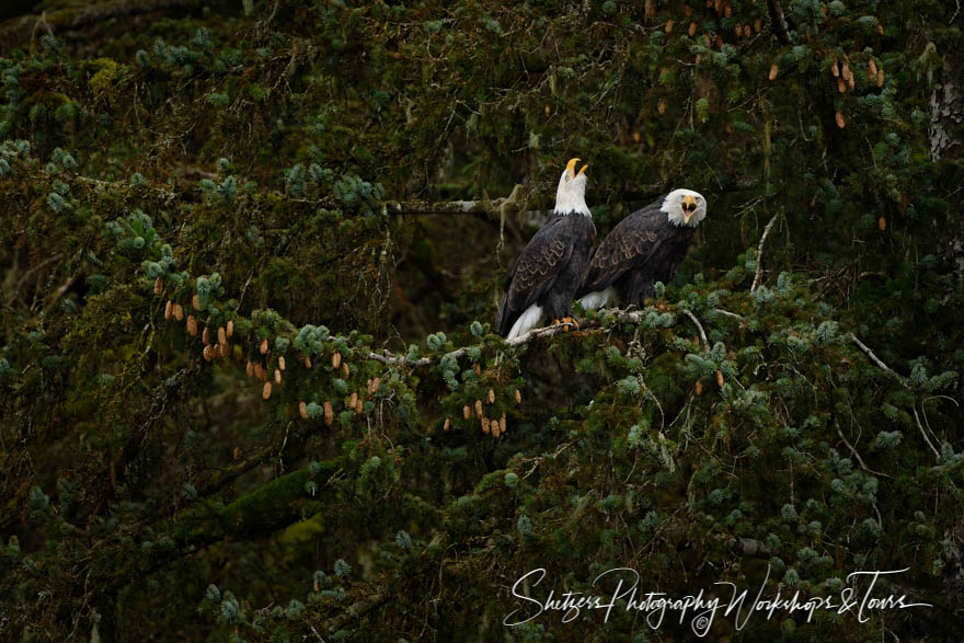 Scream of the Eagles 20151102 124901