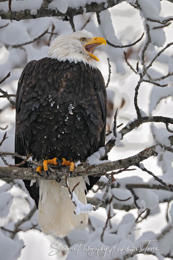 Screaming Bald Eagle