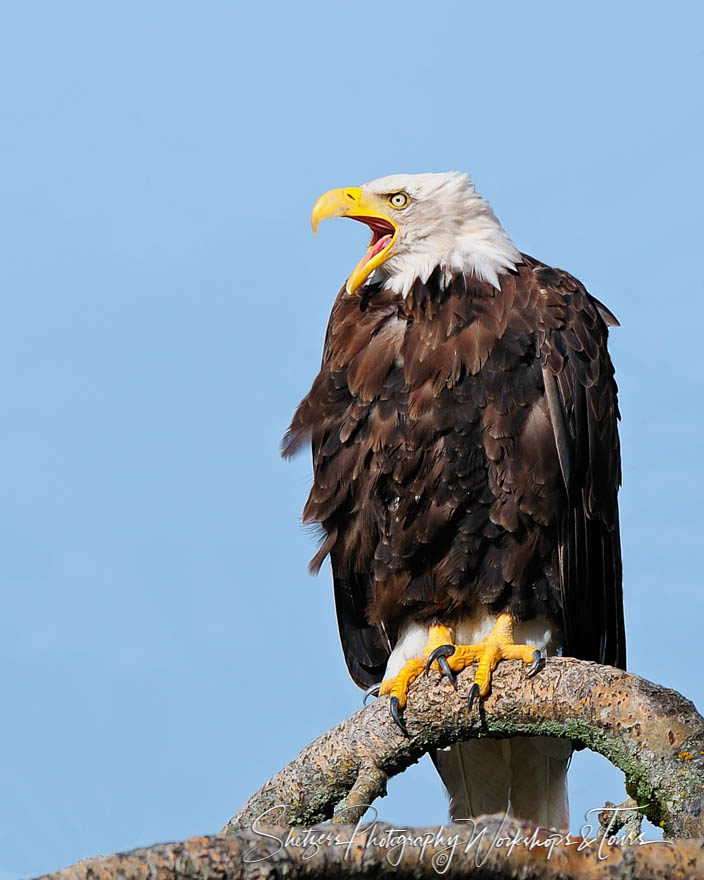 Screaming Bald Eagle closeup