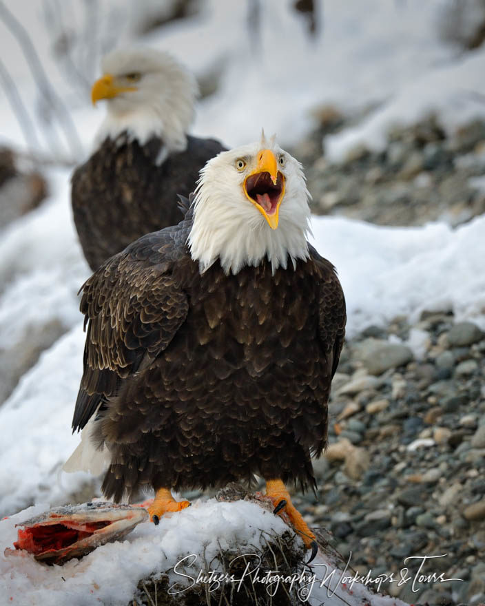 Screaming Bald Eagle protects catch