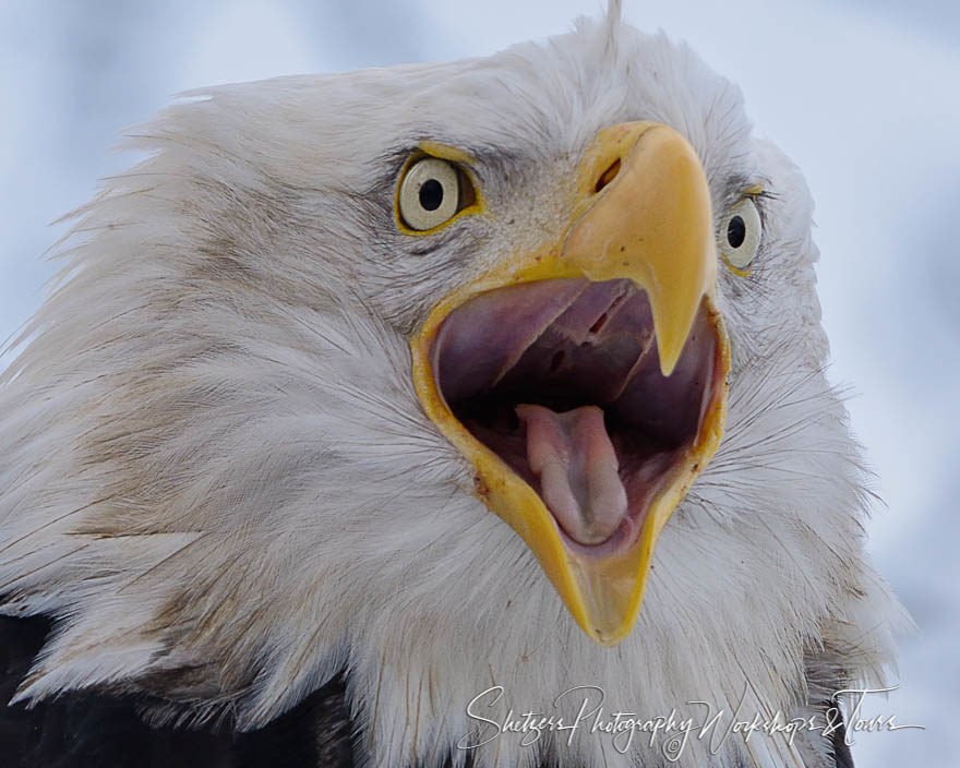 Screaming Eagle Closeup