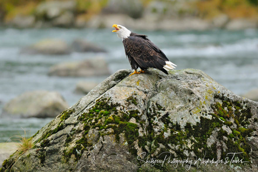 Screaming Eagle on a rock with Lichen