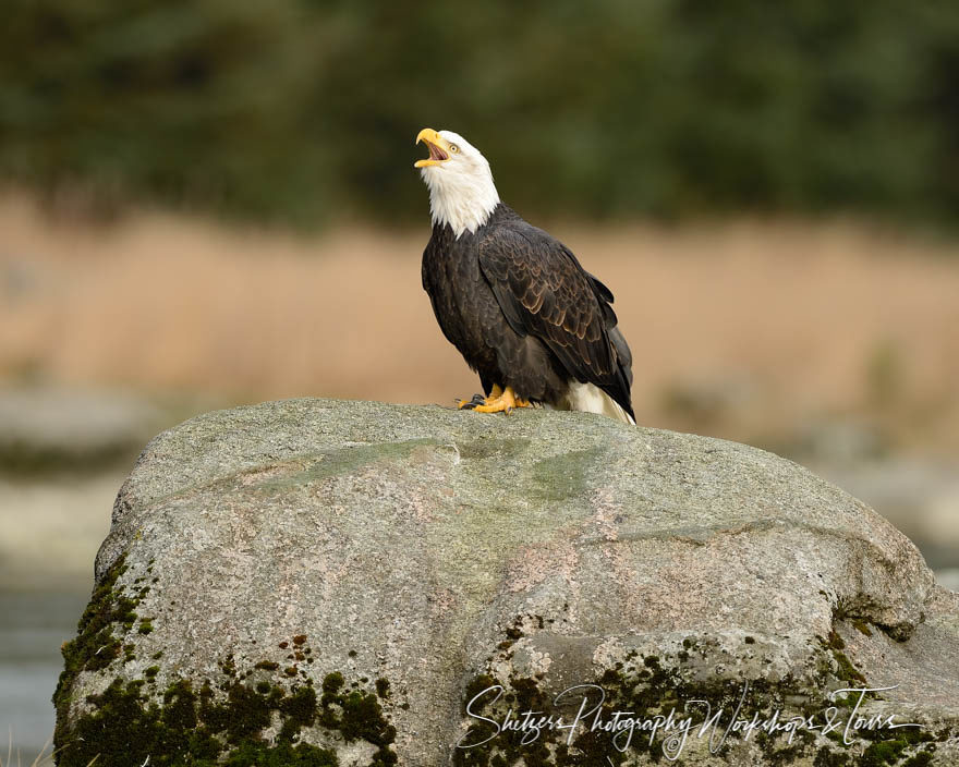 Screaming Eagle on mossy rock