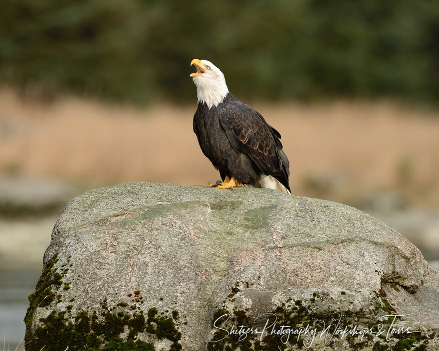 Screaming Eagle on mossy rock 20151102 132012