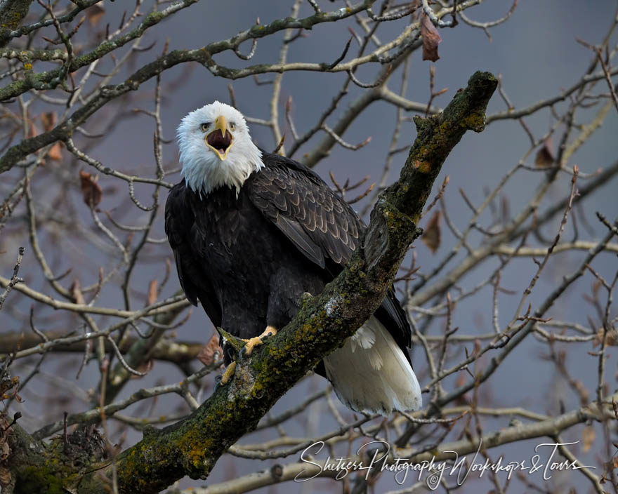 Screaming eagle