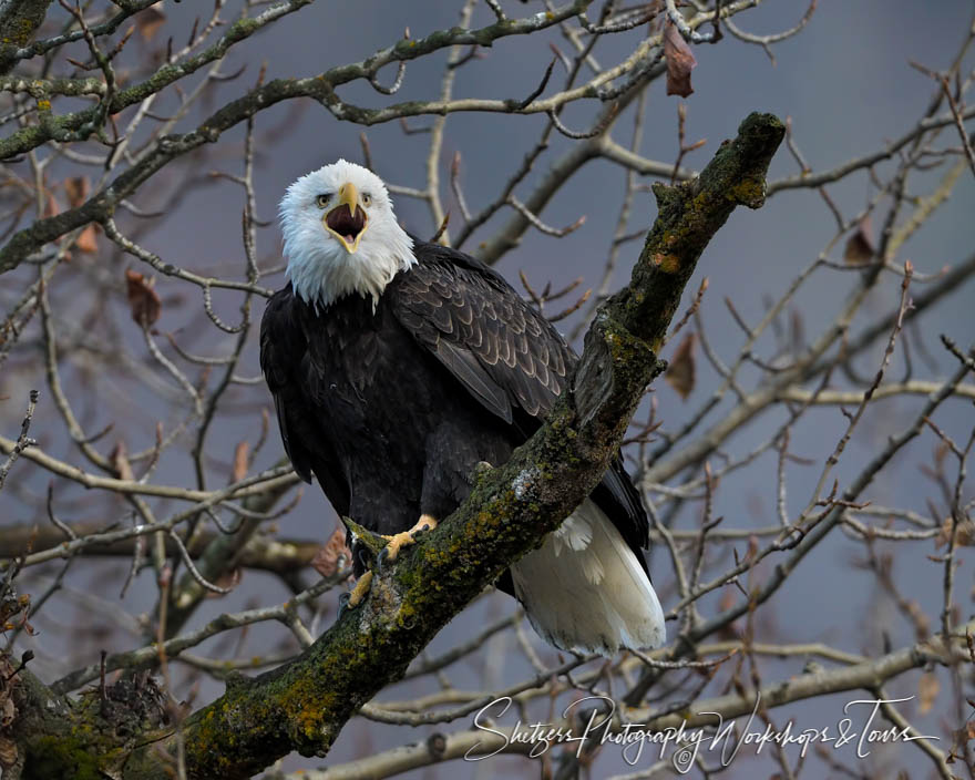 Screaming eagle 20161115 171103