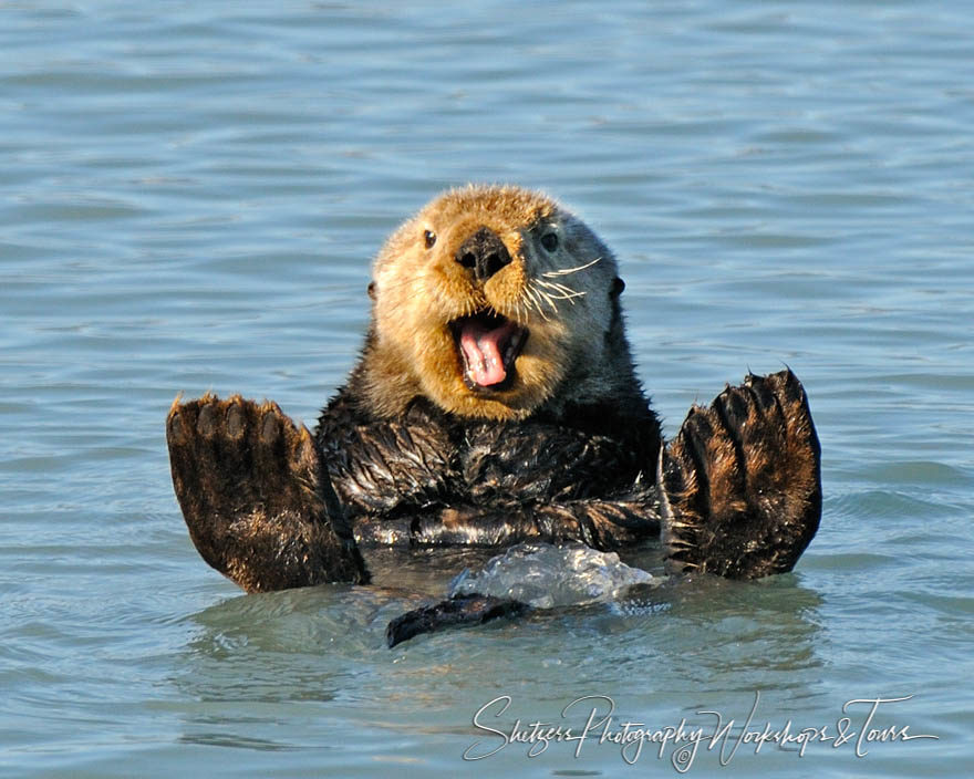 Sea otter waves hello while swimming