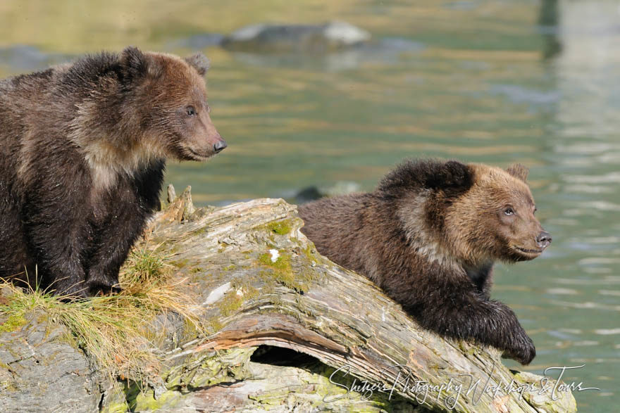Sibling Bear Cubs sit together on the Chilkoot River