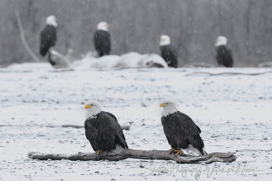 Six Bald Eagles on a Log