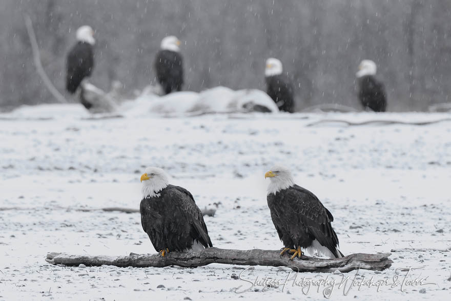 Six Bald Eagles on a Log 20101111 115625