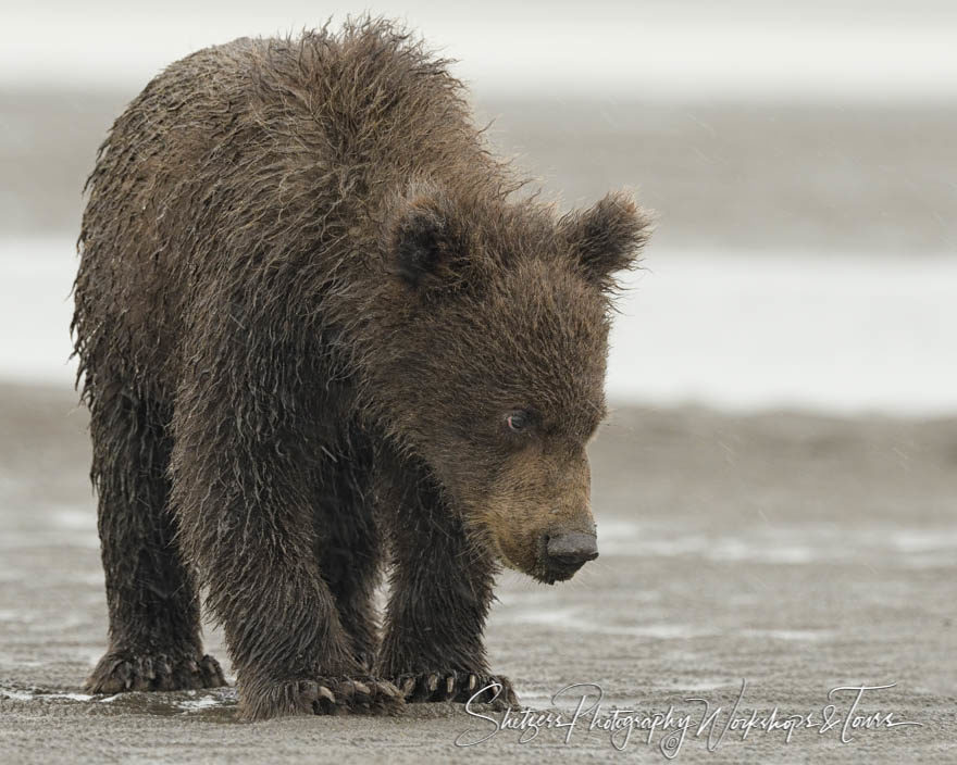 Small bear cub closeup