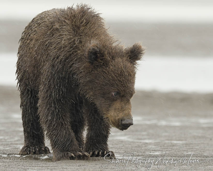 Small bear cub closeup 20160804 140352