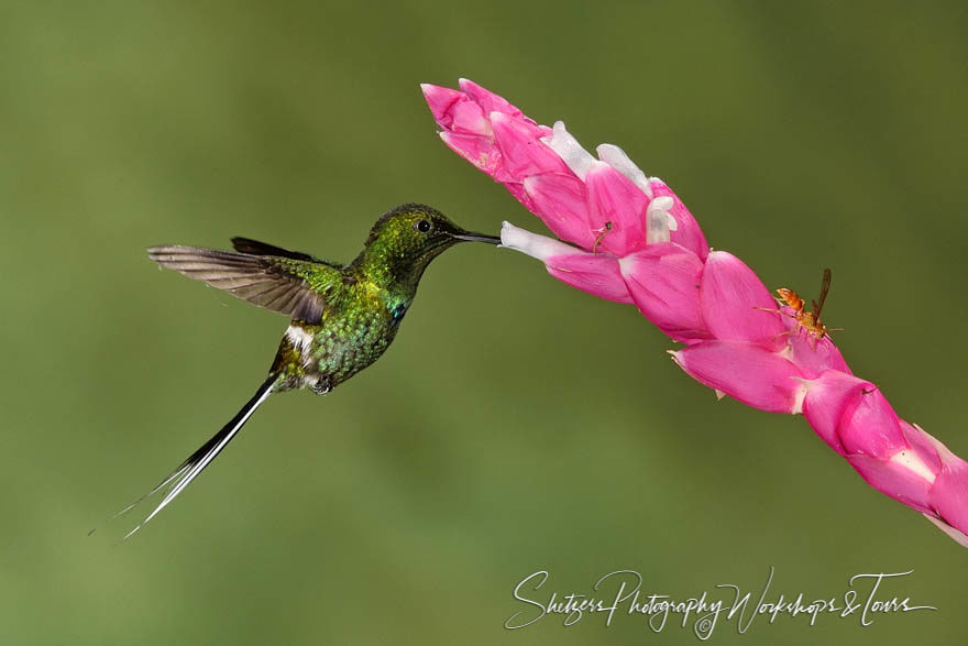 Small green hummingbird extracts nectar from pink and white flow