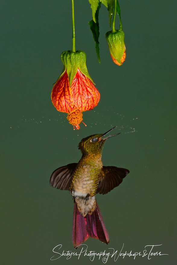 Sneezing Tyrian Metaltail Hummingbird
