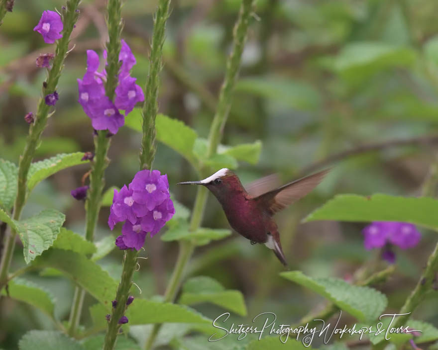 Snowcap hummingbird in flight