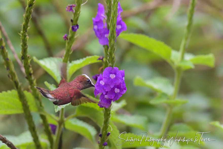 Snowcap hummingbird with purple flowers