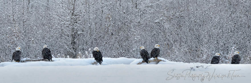 Snowy day for Bald Eagles