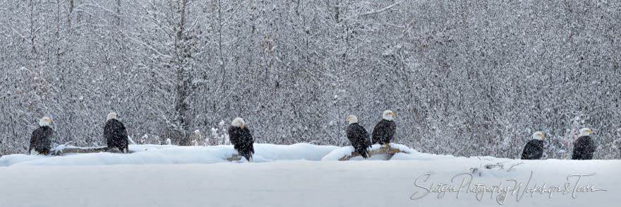 Snowy day for Bald Eagles 20121112 140819