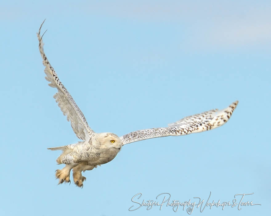 Snowy owl in flight with full wingspan