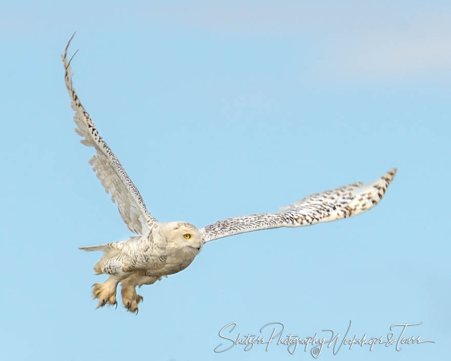 Snowy owl in flight with full wingspan 20140712 125639
