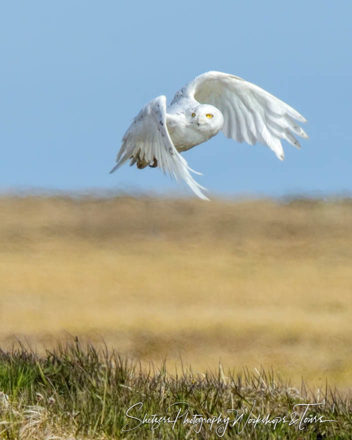 Snowy owl soaring over the tundra