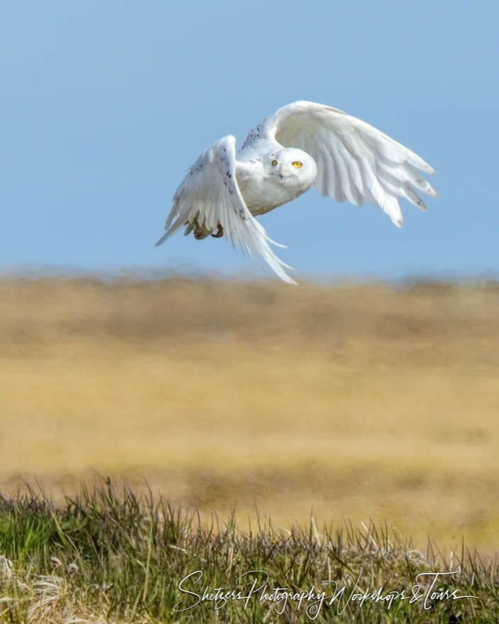 Snowy owl soaring over the tundra 20140711 122400