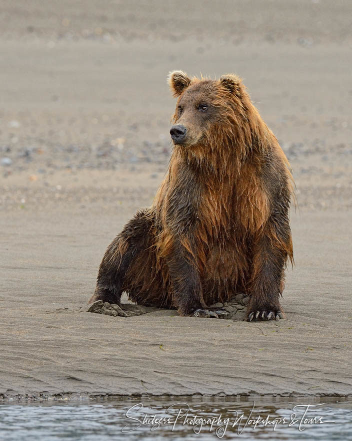 Soggy brown bear sits on beach