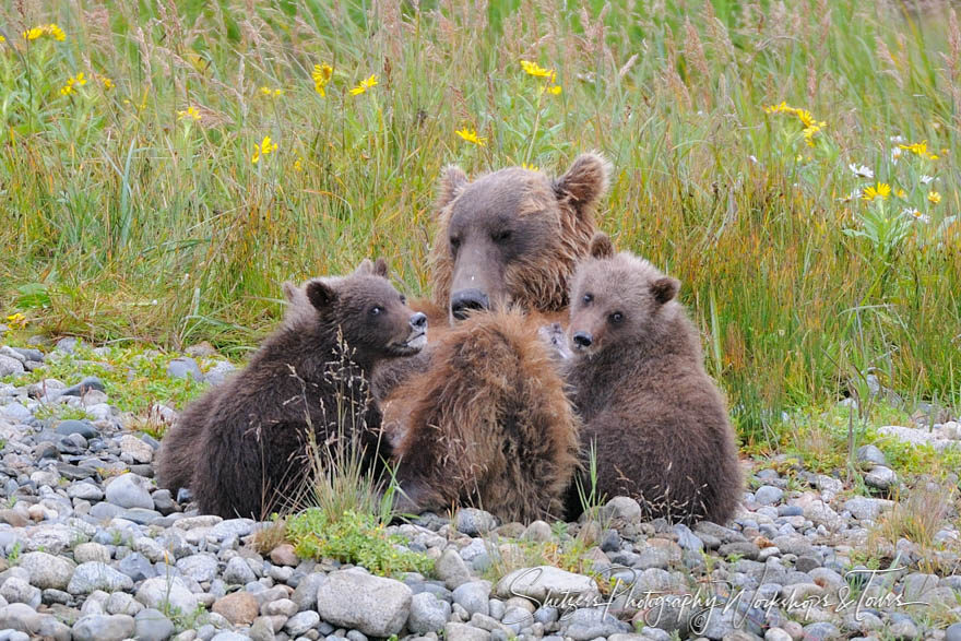 Sow Bear Nursing Young Cubs with Milk