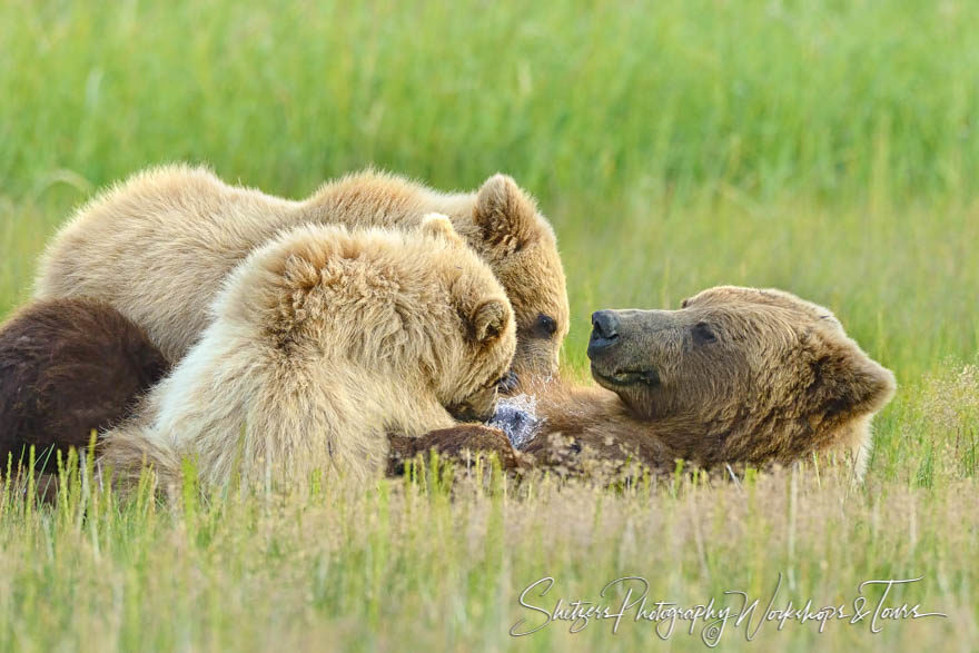 Sow Nursing Cubs at Lake Clark