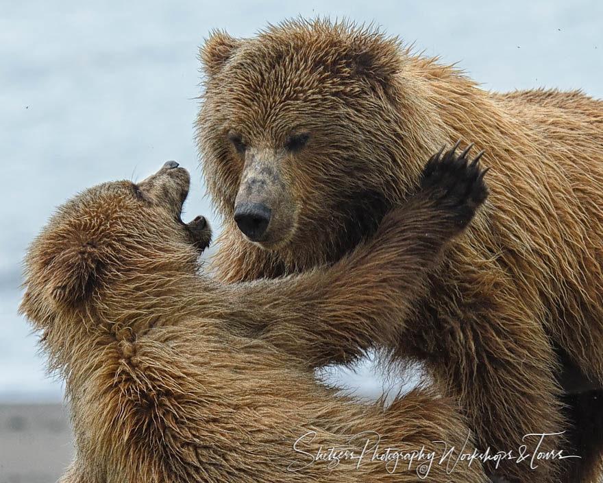 Sow and Cub Wrestle