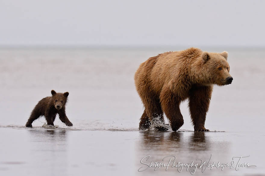 Sow and Cub in the Water