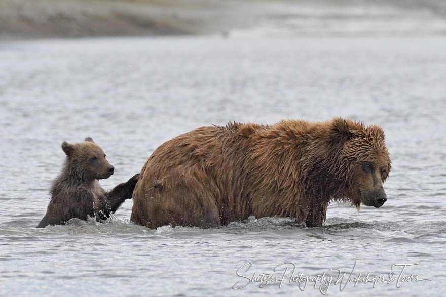 Sow and Cub swim at Lake Clark