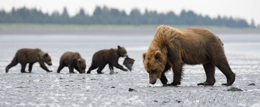 Sow and Cubs play with fish