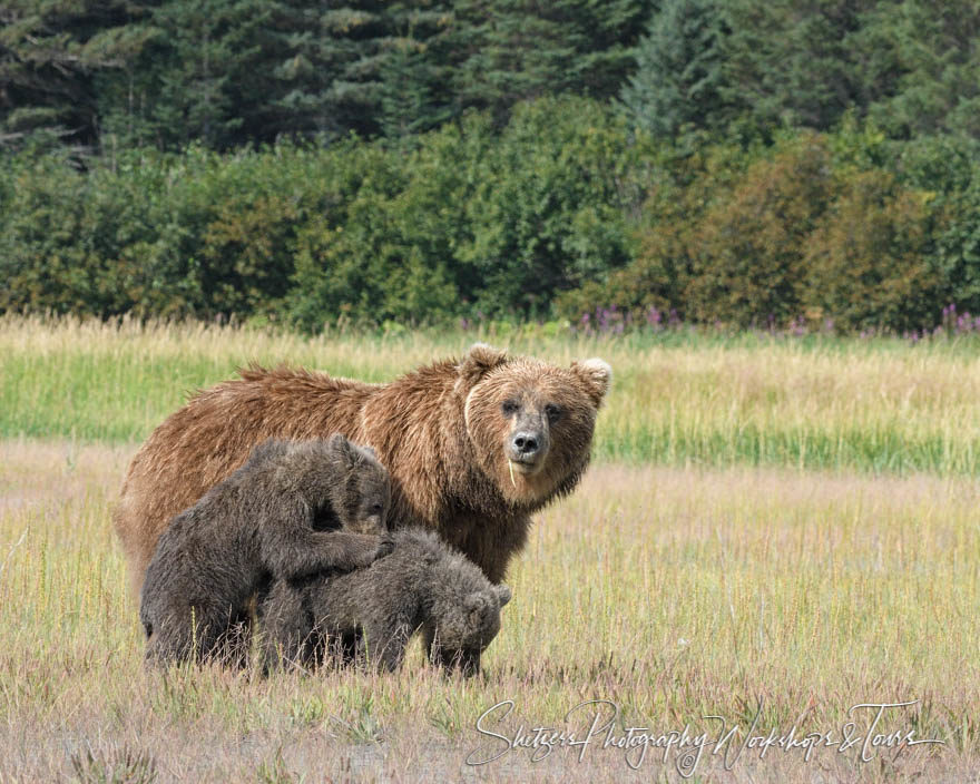 Sow and cubs in meadow